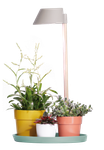 plant light care 11cm glacier grey